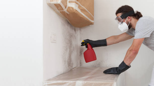 Professional Basement Mold Remediation technician working in Oviedo, FL